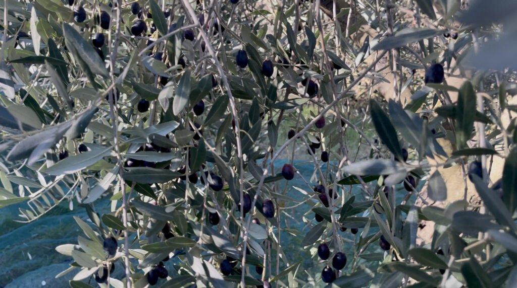 L'Azienda Agricola 3 L'Azienda Agricola